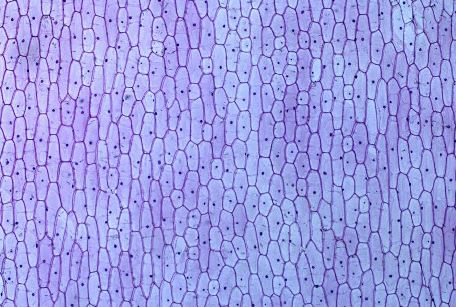 1543905203148755.jpg timg.jpg